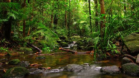 Tropical Forest Wallpaper 51 Pictures