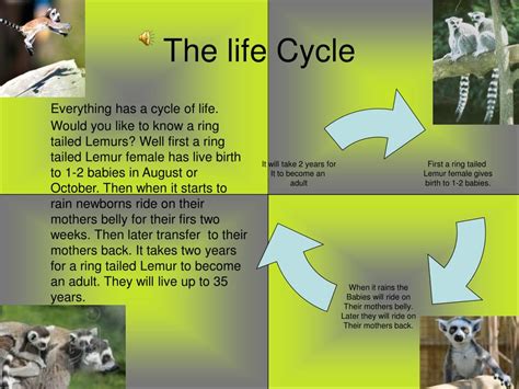 Ppt My Animal Report On The Ring Tailed Lemur Powerpoint Presentation