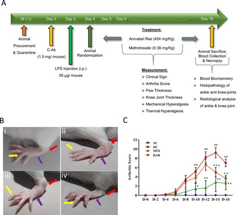 Induction Of Rheumatoid Arthritis Ra In Balbc Mice Using Collagen