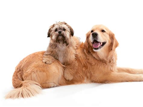 Free newsfeed to email gateway. Golden Retriever And Shih Tzu Stock Image - Image of ...