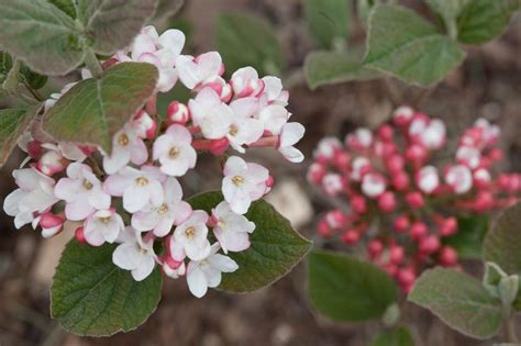How To Plant Grow And Use Viburnum In Your Garden Hgtv