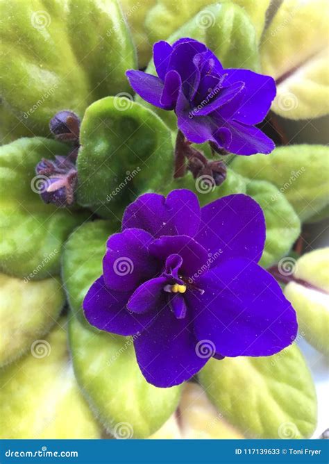 Rich Purple Flowers Of An African Violet Stock Image Image Of Ready