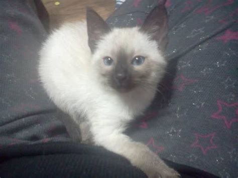 Look at pictures of russian blue kittens who need a home. Purebred Applehead Siamese Kittens for Sale in North ...