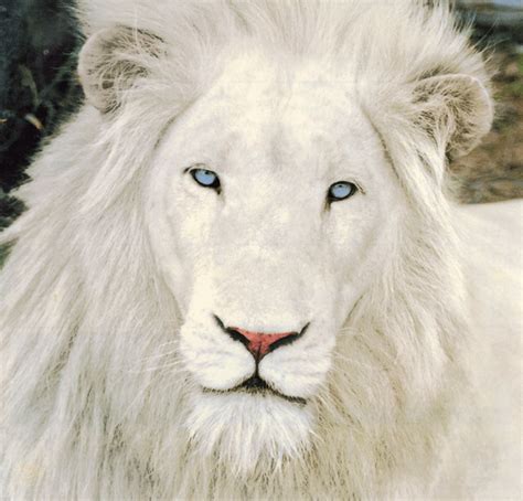 Leão Branco Fotos E Kimba Animais Cultura Mix