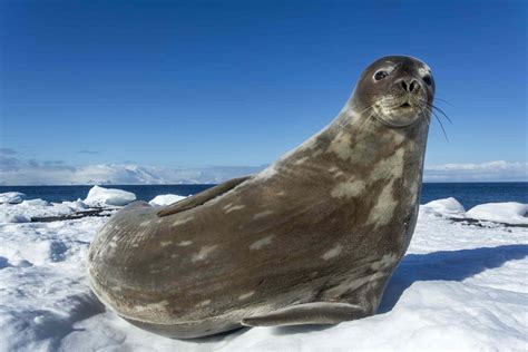 10 Incredible Animals That Live In Antarctica