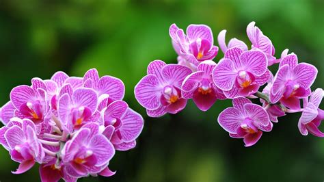Sfondi Desktop Orchidee Scarica Sfondi Gratuiti
