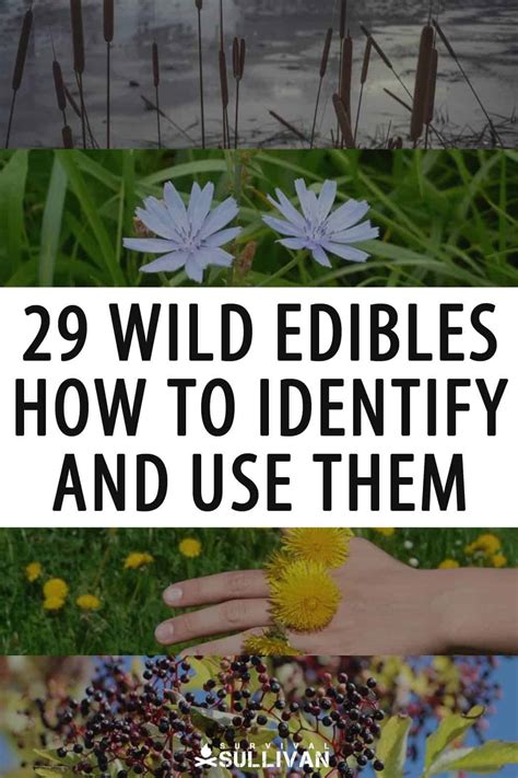 29 Wild Edible Plants How To Identify And Use Them Survival Sullivan