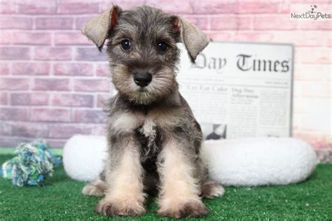 If you love contemporary design, the prefab cabins for sale at koto design are the perfect choice. Blossom: Schnauzer, Miniature puppy for sale near ...