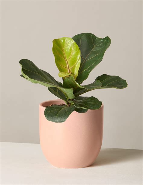 The Sill Fiddle Leaf Fig