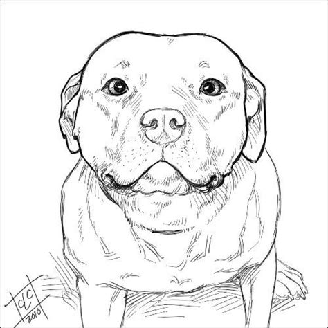 How To Draw A Pitbull A Step By Step Guide Artofit
