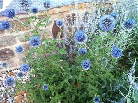 Plantfiles Pictures Globe Thistle Blue Glow Echinops Bannaticus By