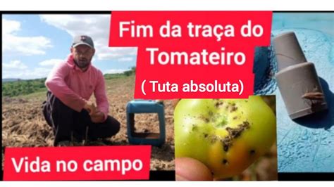 Traça Do Tomateiro Tuta Absolutafim Das Traça Do Tomateiro Youtube
