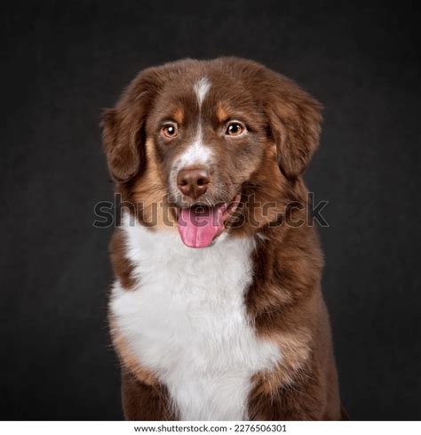 Portrait Funny Australian Shepherd Puppy On Stock Photo 2276506301