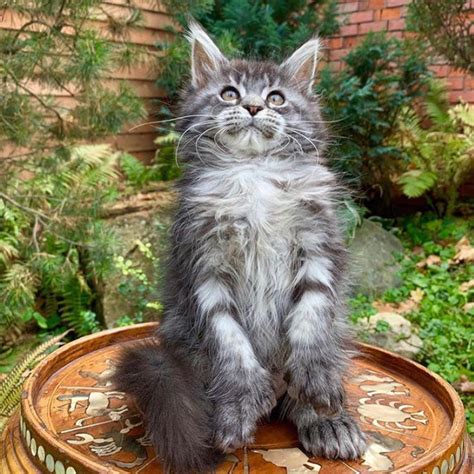 Abyssinian kittens for sale from cat breeders around the world. Maine Coon Cats For Sale | New York New York Casino, Las ...