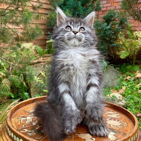 Typically the breeder will keep the kittens that they believe are show quality and sell you will also find maine coon kittens for sale on our site in states like : Maine Coon Cats For Sale | New York New York Casino, Las ...