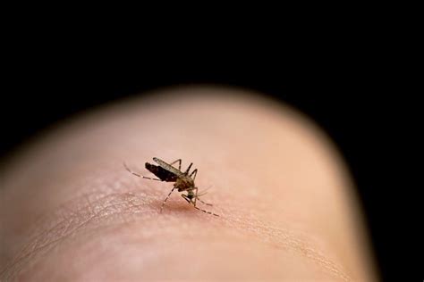 The Scientific Reason You Attract Mosquitoes Readers Digest Canada