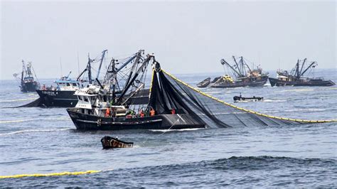 Hasta 30000 Empleos Se Perdieron En Sector Pesca Ipe