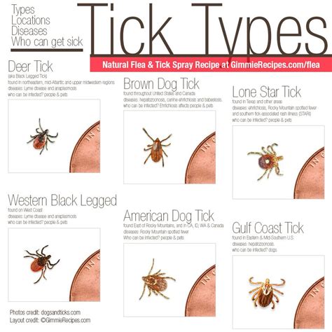 Natural Flea And Tick Repellent For Pets Tick Repellent Ticks On