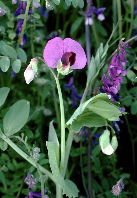 Pisum Sativum Subsp Elatius Photograph By Bob Gibbonsscience Photo