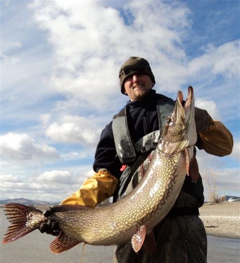 Fisheries Crew Traps Huge Pike In Canyon Ferry Outdoors