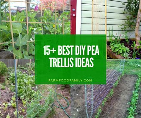 15 Brilliant Diy Pea Trellis Ideas And Designs For Your Garden Pea