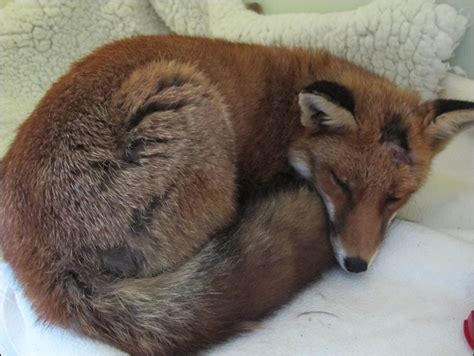 Fox recovering after hotel roof rescue by Burnham wildlife ...