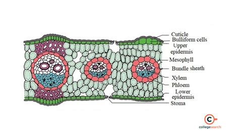 Monocot Leaf Definition Structural Classification Characteristics