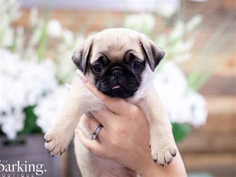 Pug Dog Female Fawn 2508369 The Barking Boutique