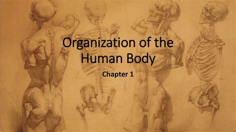 Ppt Organization Of The Human Body Powerpoint Presentation Free