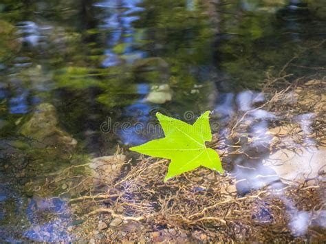 Leaf Floating In River Water By The Rocks Stock Photo Image Of Rocks