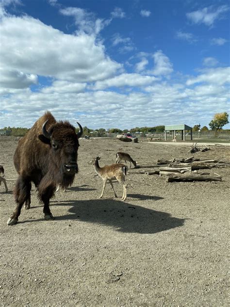 African Safari Wildlife Park Port Clinton Roadtrippers