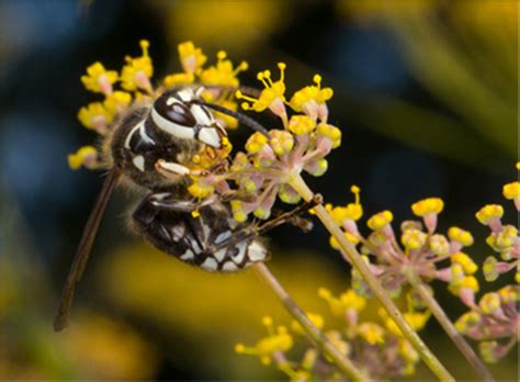 White river junction, vt 05001. Pest Library | JP Pest Services