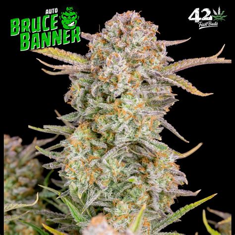 Fast Buds Bruce Banner Auto Feminised Cannabis Seeds Natural