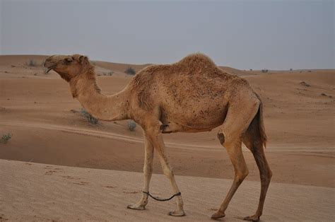 Camels are known as ships of the desert because they can move across desert sands easily providing a mode of transportation for people in desert areas. 6 Amazing Things We Should Learn From Camel Feet | Stillunfold