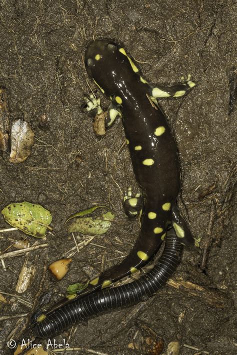 California Tiger Salamander Ambystoma Californiense With Flickr
