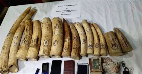 Free Photo 19 Kg Ivory Seized In Odisha 3 Arrested
