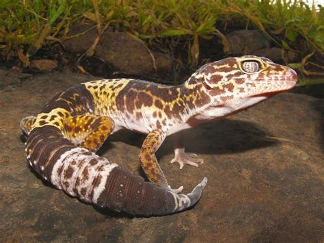 8 Types Of Geckos To Keep As Pets Ranked By Difficulty Reptile Advisor