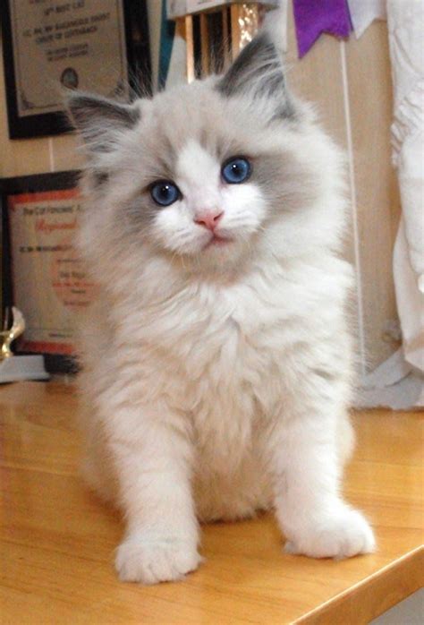 20 Most Affectionate Cat Breeds In The World Cat Ragdoll Kittens And
