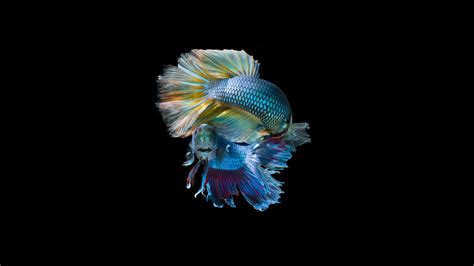 Two Blue Fishes Fish Underwater Dark Hd Wallpaper Wallpaper Flare