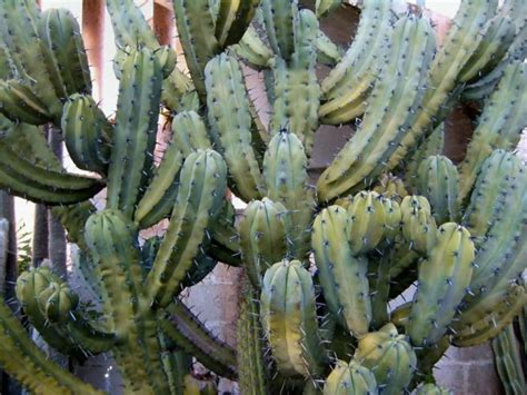 There will be open wounds on the plant that can easily grow you can remove the offsets before they grow roots by cutting them from the parent plant. How to Trim a Columnar Cactus | Succulent landscaping ...