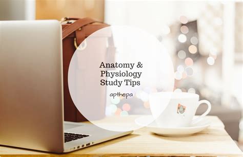 Anatomy And Physiology Study Tips Ap The Pa