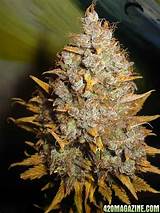 Images of Best Marijuana Buds Pictures