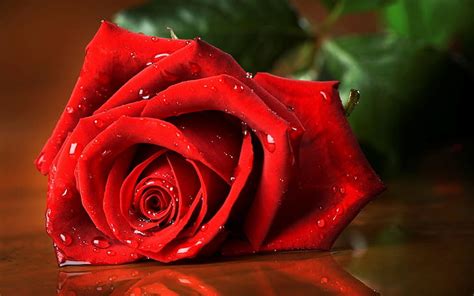 Hd Wallpaper Red Rose Flowers Water Drops Plant No People Beauty