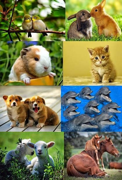 Diferentes Animales Del Mundo Collages Australian Wildlife Animal