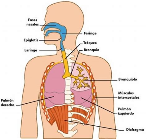 Cuáles son las partes del aparato respiratorio Respuestas Tips