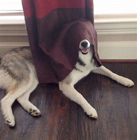 These Dogs Need To Brush Up Their Hiding Skills
