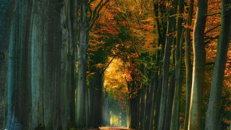 Landscape Nature Tree Forest Woods Autumn Road Path People Wallpaper