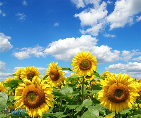 10 Sunflower Fields Near Chicago To Brighten Your Day