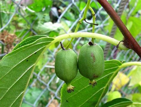 Anbau und pflege im eigenen garten. Kiwi | Garten.cz