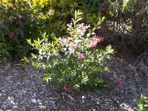But despite its unmatched elegance, the weigela takes care of. sonic bloom pink weigela | Redwood Falls Nursery